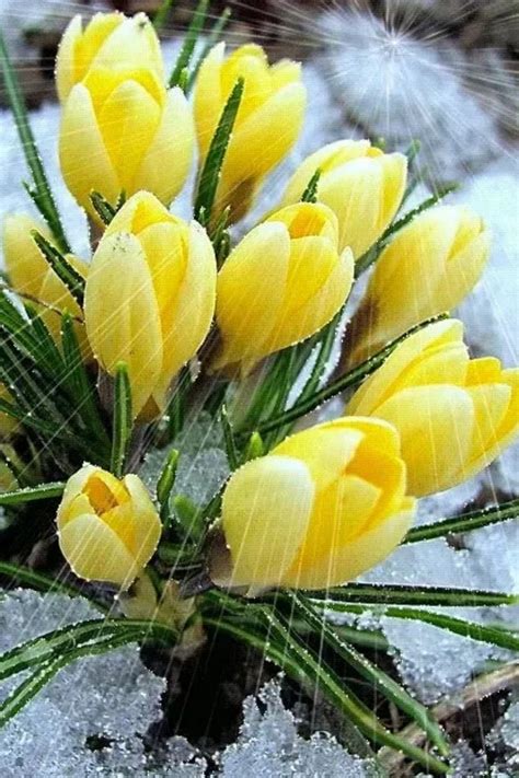 Белые розы желтые тюльпаны сибирские морозы