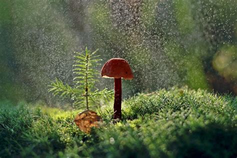Включи грибной дождь