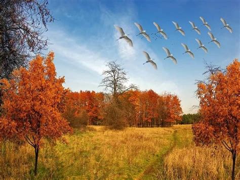 Вот и осень и улетают птицы слушать