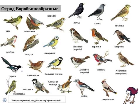 Городские птицы фото с названиями