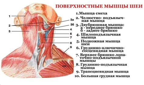 Двубрюшная мышца