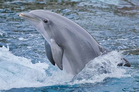 Едят ли дельфинов люди
