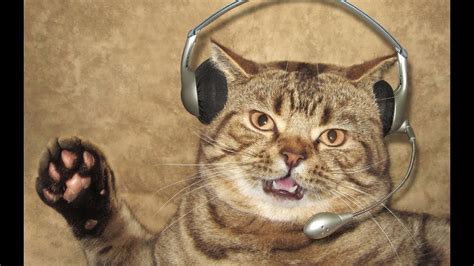 Звуки для привлечения кошек