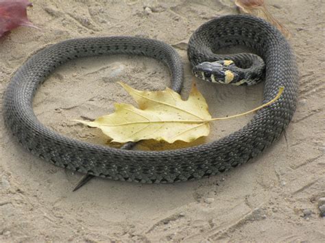 Змея похожая на ужа
