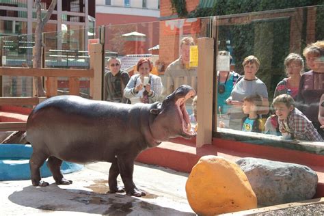Зоопарк екатеринбург цены на билеты 2023