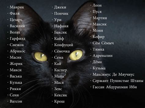Имена для черной кошки
