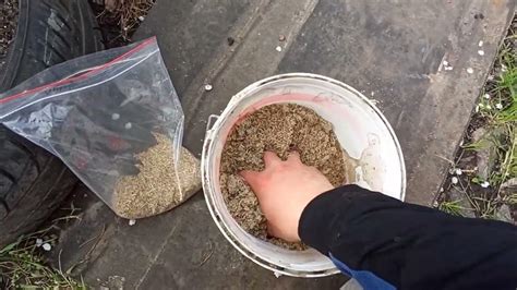 Как подсеивать газон