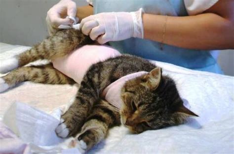 Как происходит стерилизация кошек