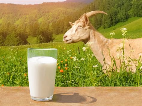 Козье молоко польза и вред для человека