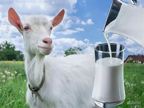 Козье молоко польза и вред для человека