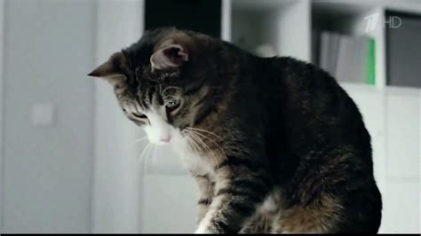 Кот борис из рекламы