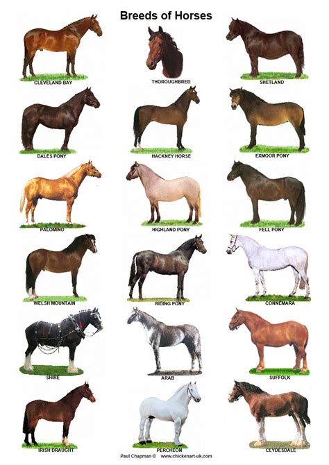 Масти лошадей с фотографиями и названиями