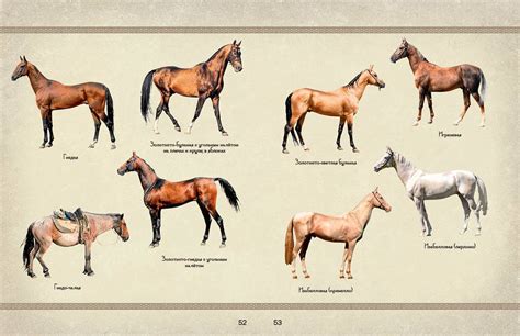 Масти лошадей с фотографиями и названиями