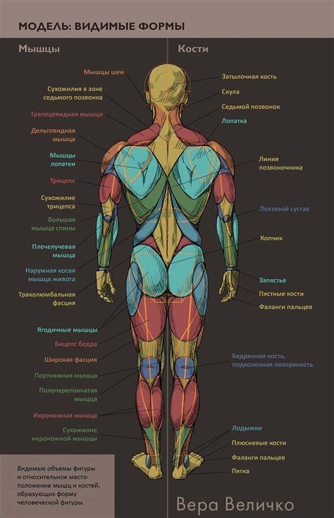 Мышцы тела человека