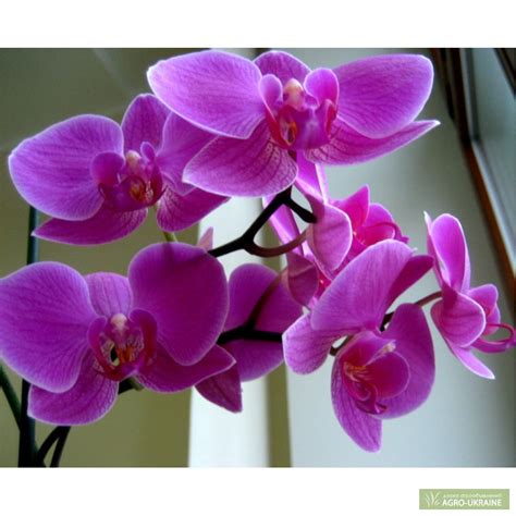 Орхидеи новомосковск купить