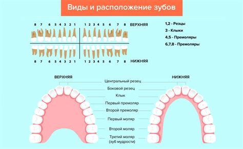 Острые зубы у человека