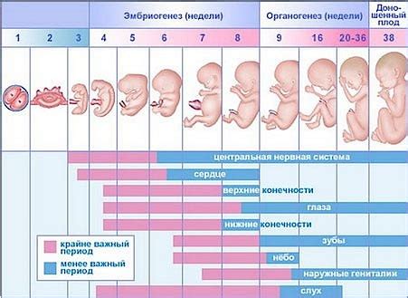 Пельвиометрия при беременности