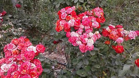 Питомники роз краснодарского края