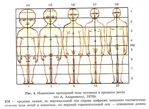 Площадь тела человека