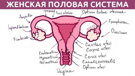 Половой орган женщины