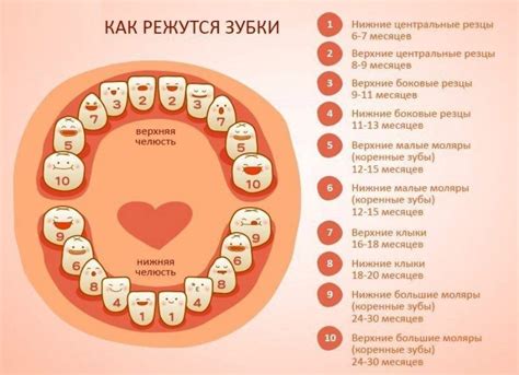 Порядок прорезывания зубов у малышей