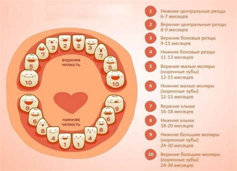 Порядок прорезывания зубов у малышей