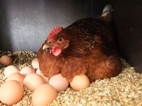 Почему куры несут яйца без скорлупы