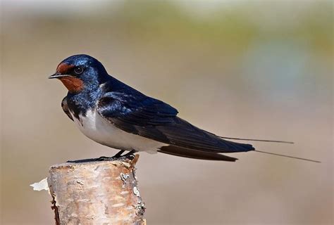 Почему некоторые птицы не улетают в теплые края