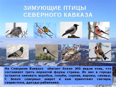Птицы курской области