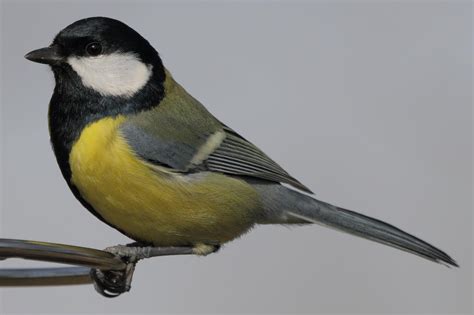Птичка с желтой грудкой но не синица