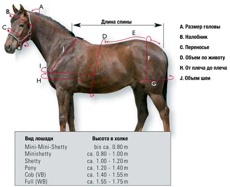 Размер члена коня
