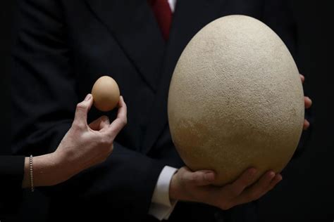 Самые большие яйца в мире