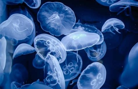 Сколько лет живут медузы