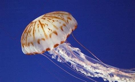 Сколько лет живут медузы