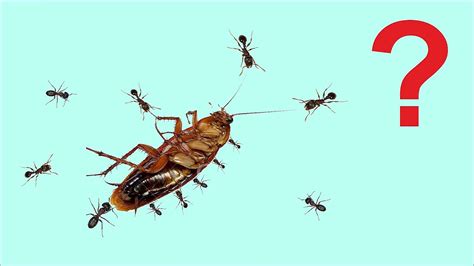 Сколько нужно муравьев чтобы унести человека