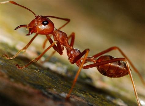 Сколько нужно муравьев чтобы унести человека