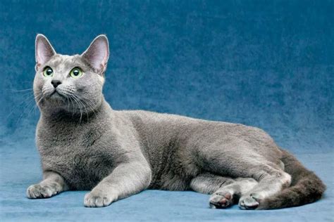 Сколько стоит русская голубая кошка