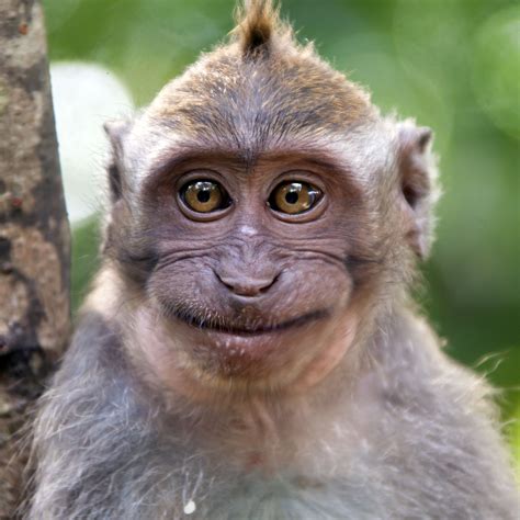 Смешные обезьяны фото