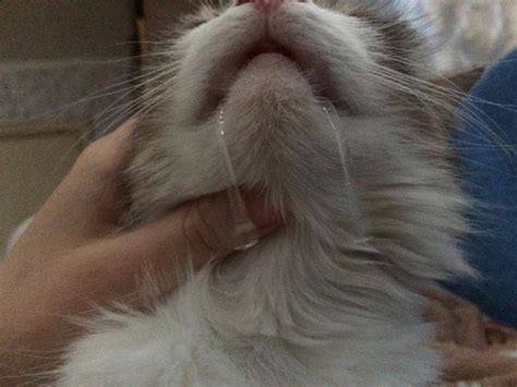 У кота текут слюни изо рта прозрачные