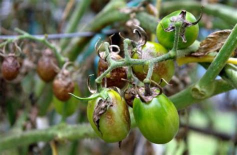 Чем обработать помидоры от фитофторы в теплице из поликарбоната в период плодоношения