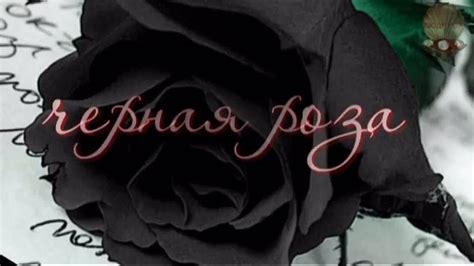 Черная роза эмблема печали