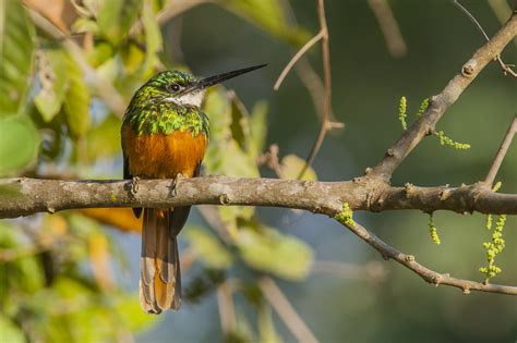 Grand kolibri