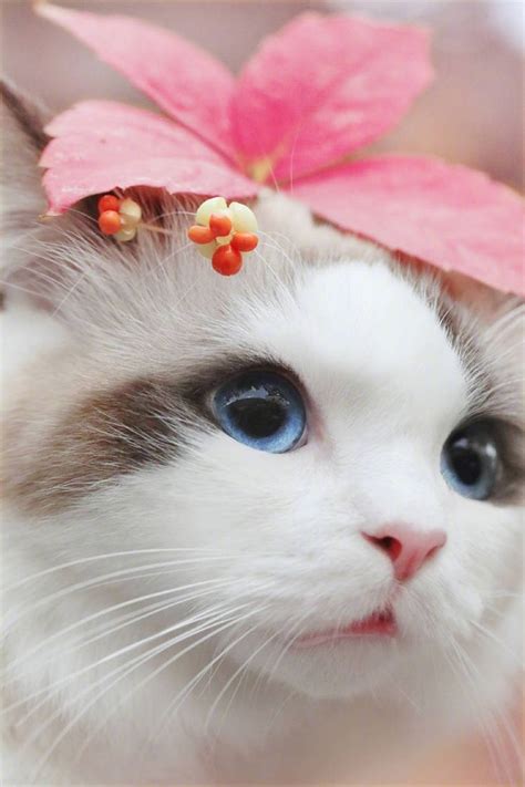 Pretty cat