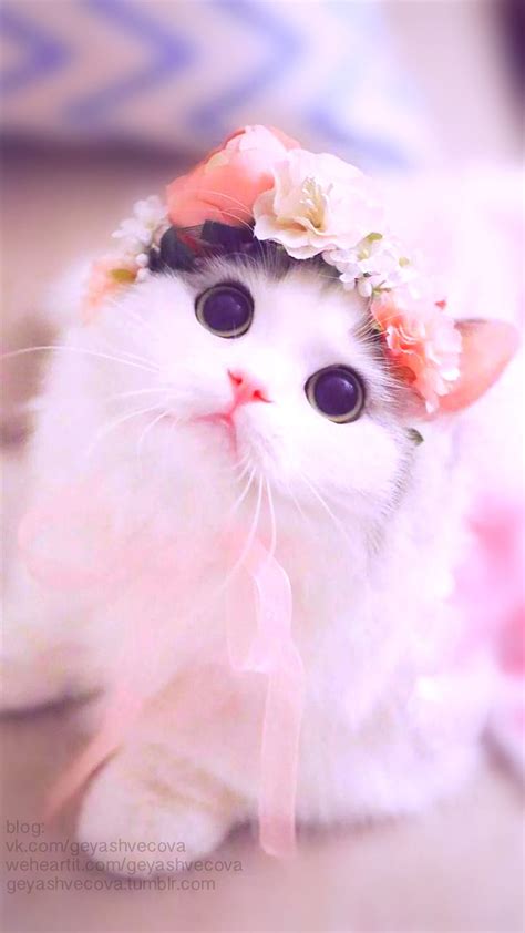 Pretty cat