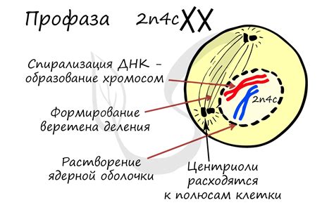 Анафаза митоза