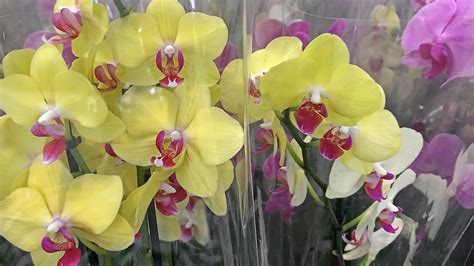 Бухта цветов орхидеи спб