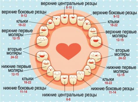 Во сколько меняются зубы у детей