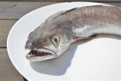 Гренадер рыба