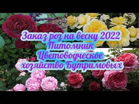 Розомания интернет магазин саженцев роз каталог на весну 2022