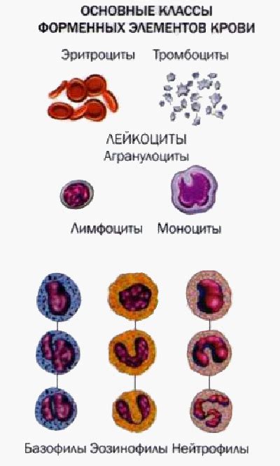 Форменные элементы крови